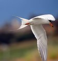 forster's tern in flight