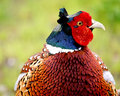 Male Ringneck Pheasant