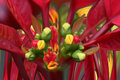 poinsettia-study original