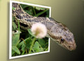 gopher snake escapes