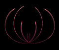Lotus Blossom