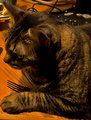 cat-and-fork