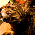 cat-and-fork-Take two