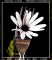 White Flower