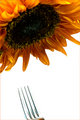 The sun(flower) and the fork