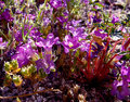205_0573purple-flowers-with-red-stalkORIGINALWEB.jpg