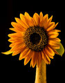 IMG_3224orange-sunflower-11x14WEB.jpg