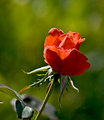 30-Rose.jpg