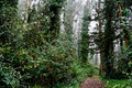 Mt-Davidson-Path