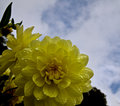 Dahlias after the rain