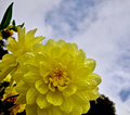 Dahlias after the Rain