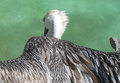 Pelican wingspread