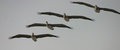 282_8295Ab-#9-Birds-originalWEB.jpg