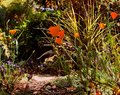 IMG_2059JungleAfter