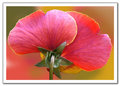 Untitled-2-Pink-Pansy-edit-WEB.jpg