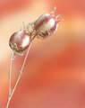 IMG_9622two-dried-flowersrevised.jpg