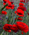 poppy-groupORIGINAL
