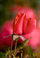 RED-Rose-ORIGINAL
