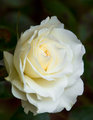 white-rose-dreaming-