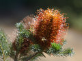 Banksia-with-Bee