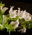 basil-close up