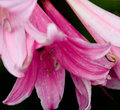 Naked-lady-close up