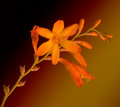 orange-flower-