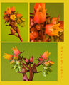 Succulents-Right Front & Center