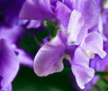 sweet-pea