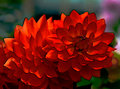 -red-dahlia-