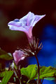 morning-glory-