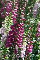 foxglove-