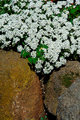 sweet-alyssum