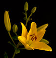 yellow-lily