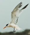 IMG_5039ternWEB520.jpg