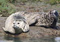 IMG_5385Harbor-SealsWEB520.jpg