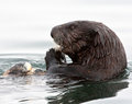 IMG_5147sea-otter-lunch-2-WEB520.jpg