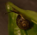 snail-study-1