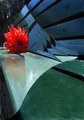 flower-and-bench-