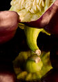 purple-pepper-