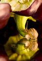 purple-pepper-with-snail