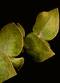 leaves-on-a-twig