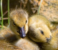 canada-geese