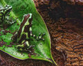 -froggie amphibians-