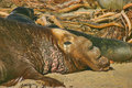 male elephant-seal-snoozes