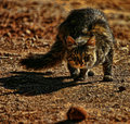 -hunting-cat-