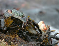 spiced-crab-ORIGINAL-