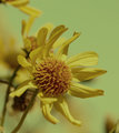 346_4671wildflower-ORIGINAL-640.jpg