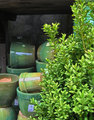 IMG_1236-green-pots640.jpg