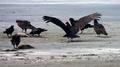 Vultures and crows dine out